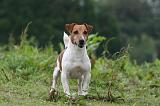 JACK RUSSEL 218